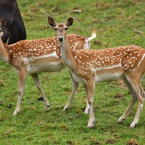 Mesopotamian fallow deer (Dama mesopotamica)
