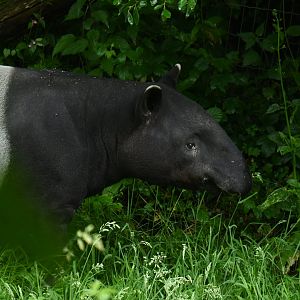 Malayan tapir (Tapirus indicus)
