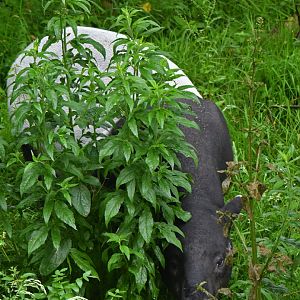 Malayan tapir (Tapirus indicus)