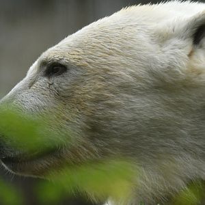 Polar bear (Ursus maritimus)