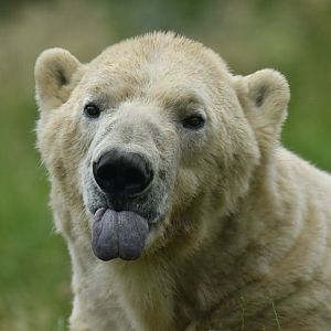 Polar bear (Ursus maritimus)