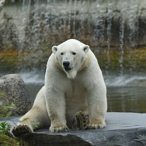 Polar bear (Ursus maritimus)