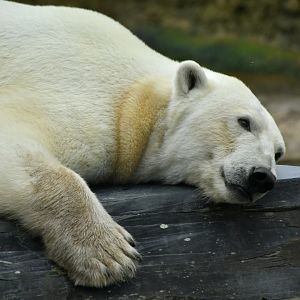 Polar bear (Ursus maritimus)
