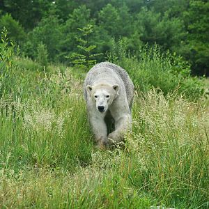 Polar bear (Ursus maritimus)
