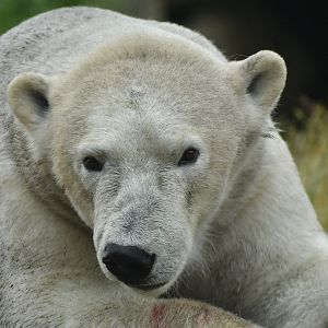 Polar bear (Ursus maritimus)