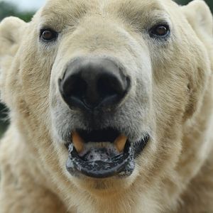 Polar bear (Ursus maritimus)