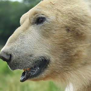 Polar bear (Ursus maritimus)