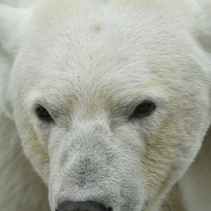 Polar bear (Ursus maritimus)