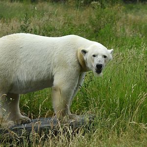 Polar bear (Ursus maritimus)