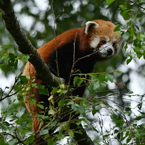 Red panda (Ailurus fulgens)