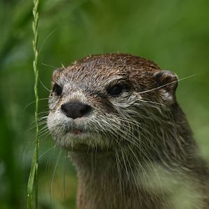 Small-clawed otter (Aonyx cinereus)