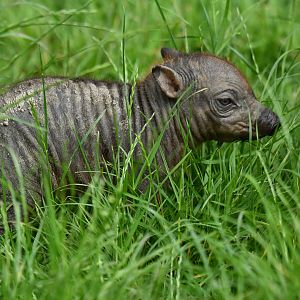 North Sulawesi babirusa (Babyrousa celebensis)