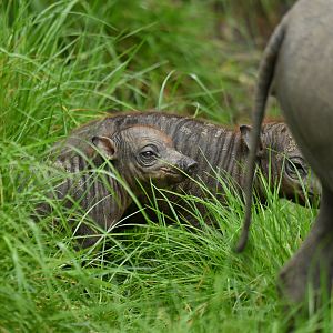 North Sulawesi babirusa (Babyrousa celebensis)
