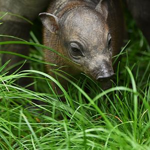 North Sulawesi babirusa (Babyrousa celebensis)