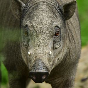 North Sulawesi babirusa (Babyrousa celebensis)