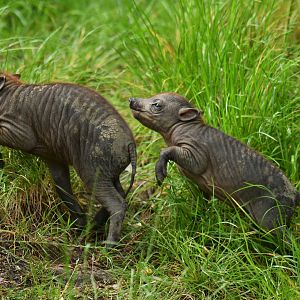 North Sulawesi babirusa (Babyrousa celebensis)