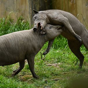 North Sulawesi babirusa (Babyrousa celebensis)