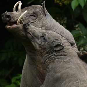 North Sulawesi babirusa (Babyrousa celebensis)