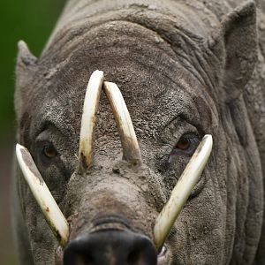 North Sulawesi babirusa (Babyrousa celebensis)