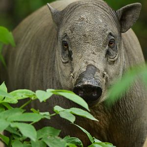 North Sulawesi babirusa (Babyrousa celebensis)