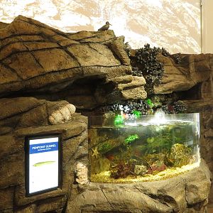 Rock Pool Tank (bird is fake)