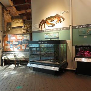 View of Crustacean Tanks