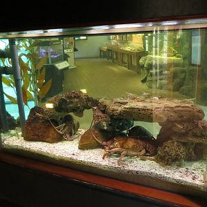 Back of Large Crustacean Tank