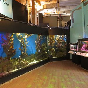 Kelp Forest Tank Room