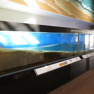 Sandy Wave Beach Tank