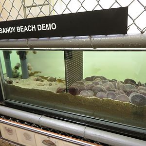 Sand Dollar Display