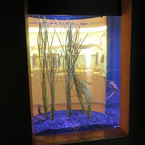 Back of Seahorse Tank