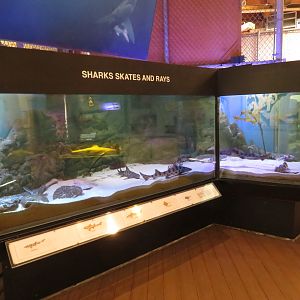 Sharks Skates and Rays Tank