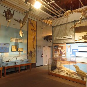 Room of Animal Models & Taxidermy