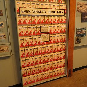 Even Whales Drink Milk