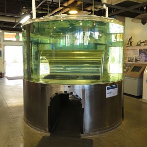 Grunion Pop-up Tank