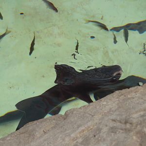 Gray Smoothhound Shark
