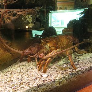 California Spiny Lobster