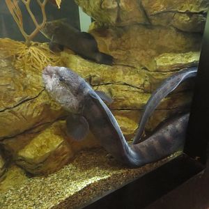 Wolf Eel