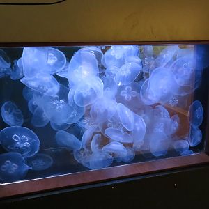 Moon Jellies
