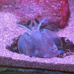 California Mantis Shrimp