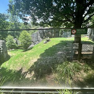 African Lion Enclosure