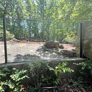 Red River Hog Enclosure/Viewing