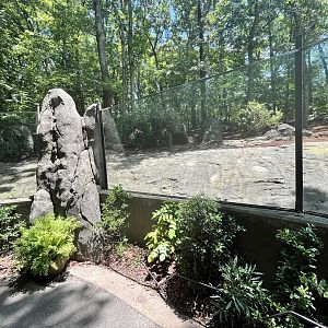 Red River Hog Enclosure/Viewing