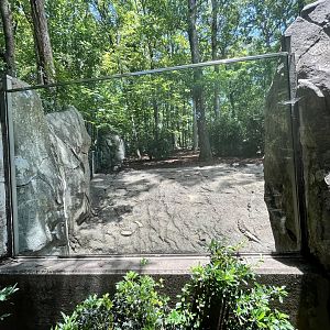 Red River Hog Enclosure/Viewing