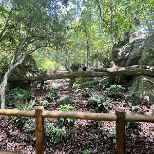 Red River Hog Viewing