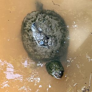 Common Snapping Turtle In the Forest Edge Pond