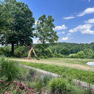 Elephant Enclosure/Viewing