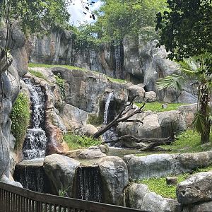 Jun. 2023- Impressive view of gorilla exhibit