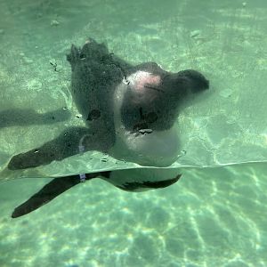 Jun. 2023- African penguin