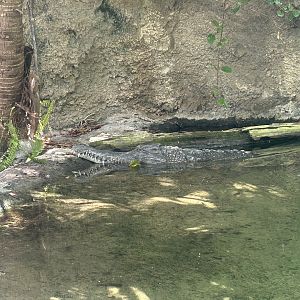 Jun. 2023- West African slender-snouted crocodile